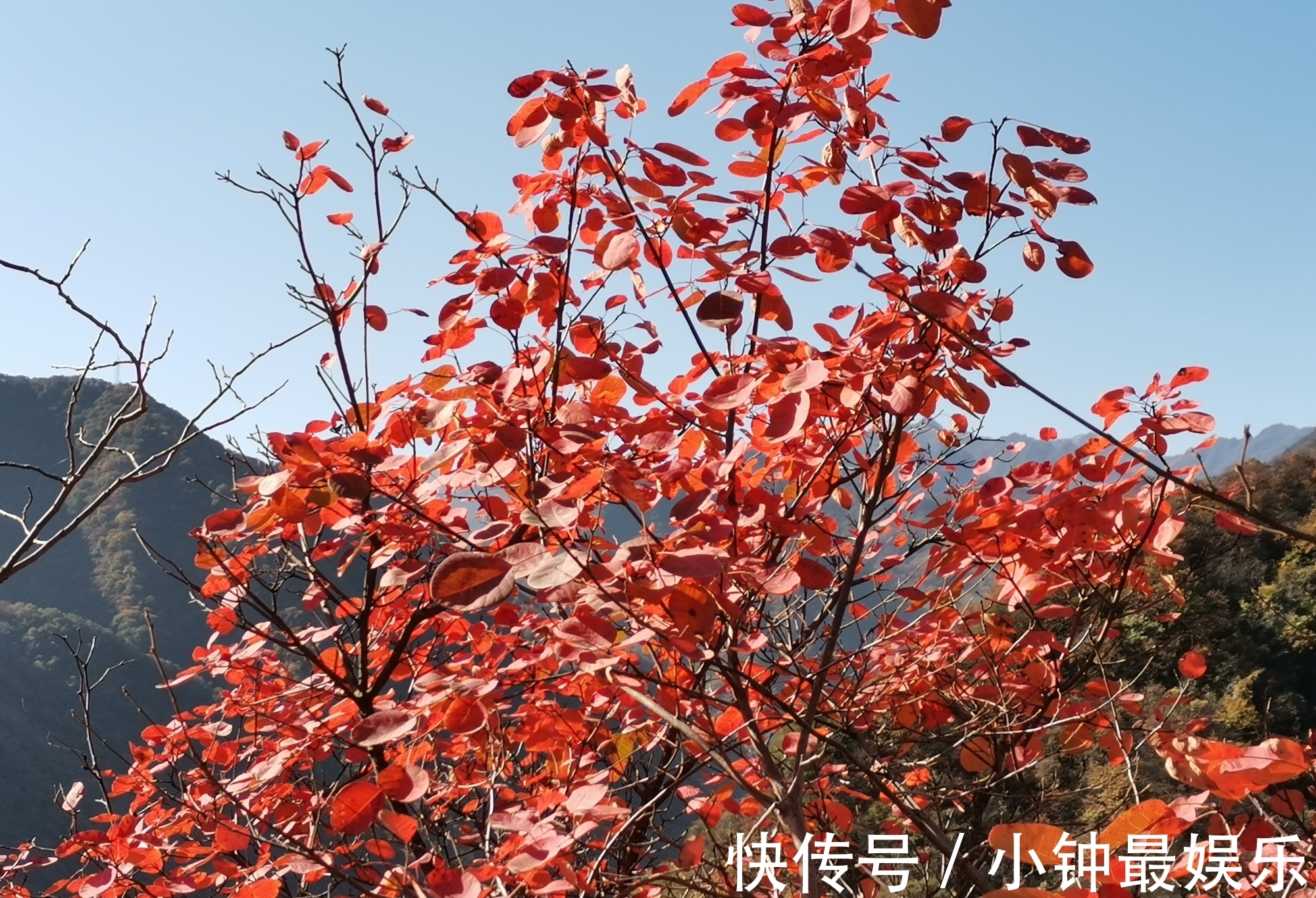 刘禹锡|西安秋色｜太平峪圭峰山红叶