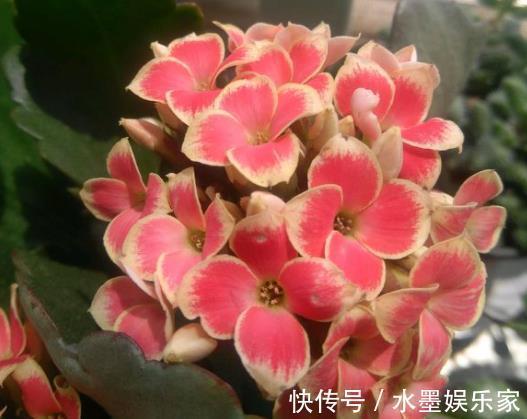 不会养长寿花、蟹爪兰把“它”埋在花盆里,枝叶乱窜,管用!