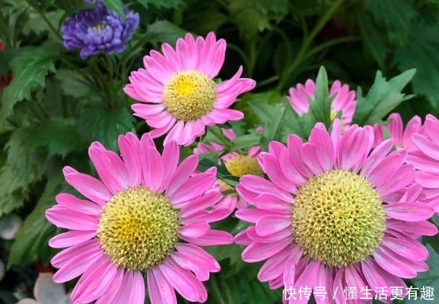 比月季还美的花,开花一大把,秋天正是欣赏季节!