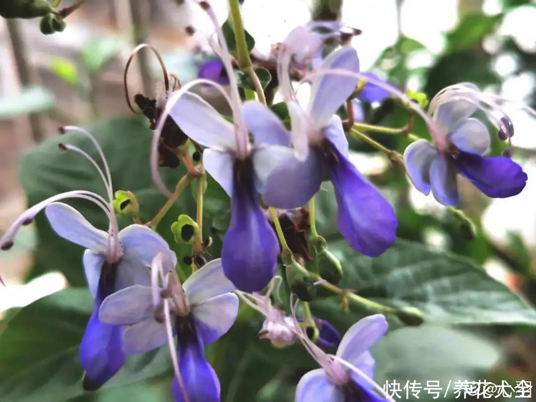 颜值超高|1种花名叫“花毛茛”，开花像是小蝴蝶，颜值超高