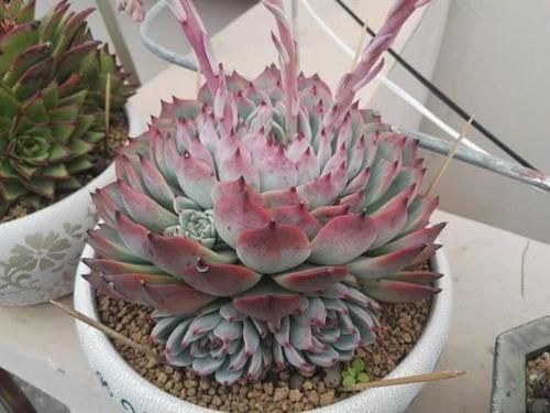 昆虫|多肉植物为何冬季才会开花？花剑虽好看，但留着伤母本！剪掉才是最好的选择