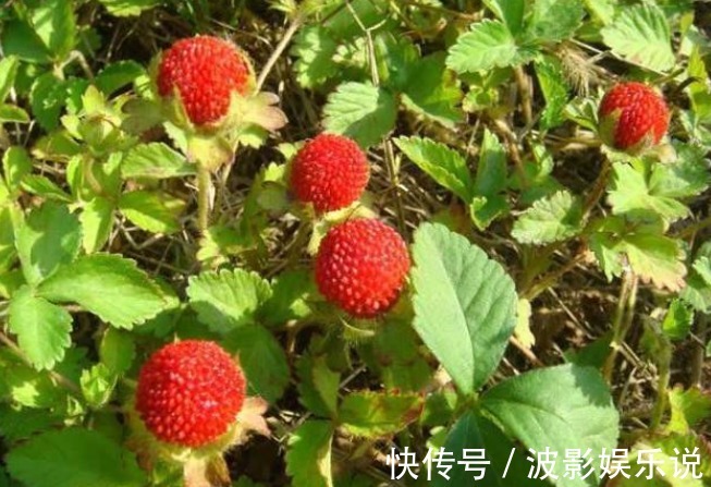 治病|农村这一野果酷似草莓,老人说有毒,殊不知是治病良药