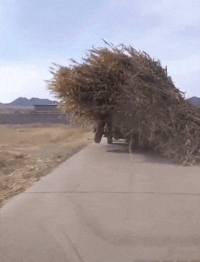 |搞笑GIF:就当是给村里扫地了,好事做到底!