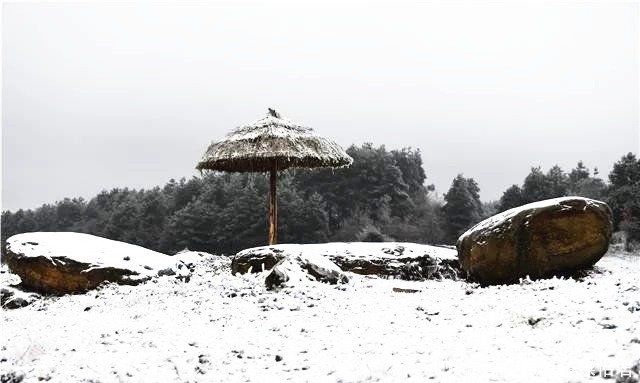 贵州旅游｜毕节的百里杜鹃，一下雪就美成仙境