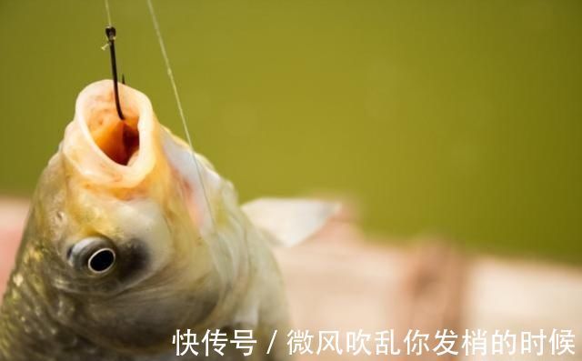 打窝器|这样打窝钓鲫鱼,一会就发窝,下竿就中鱼,到天黑都停不下来