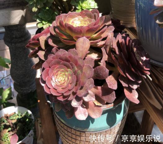 关于养法师，小花匠告诉你4个“经验”，不落叶，长势好，状态美