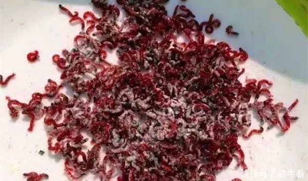 冬季钓鲫鱼,绝佳饵料“肉夹馍”的制作要点,下钩就有口!