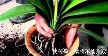 盆栽|什么阿司匹林、维生素都不如“1块它”,掰碎扔盆里,壮根挤破盆