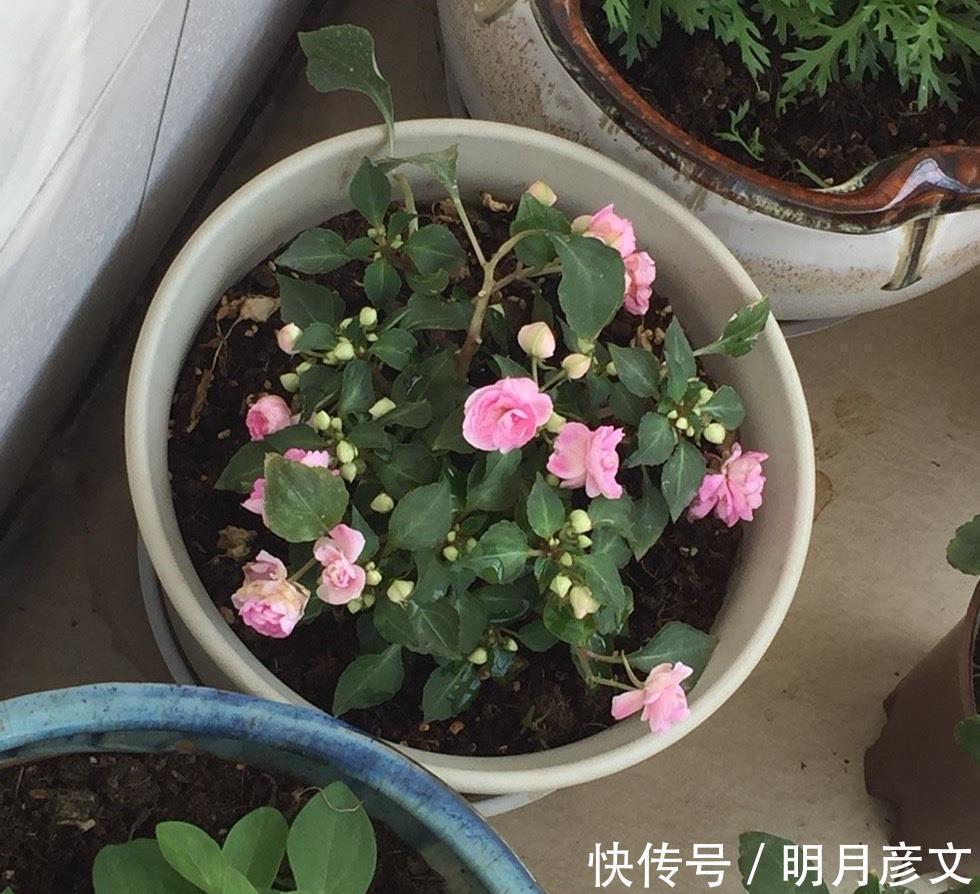 技巧|一种自带仙气的花,能扦插很好养,几点技巧让它长势好更多花