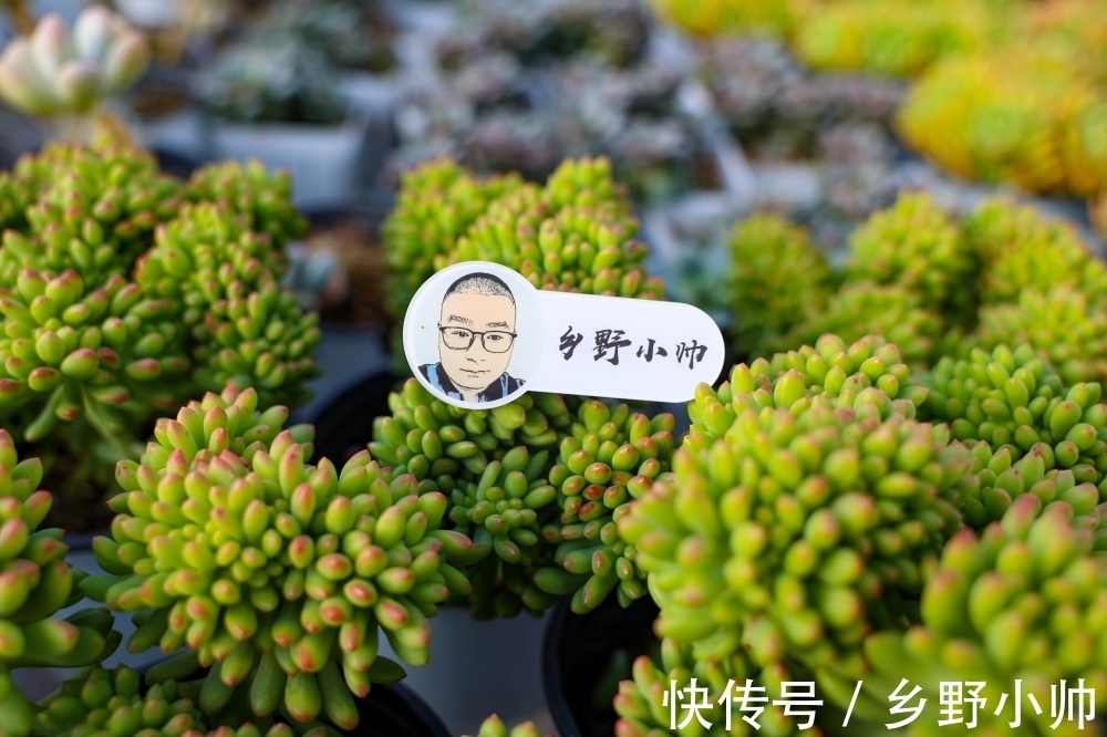 春萌缀、蓝宝石,两种特别可爱的多肉,这么养状态更好