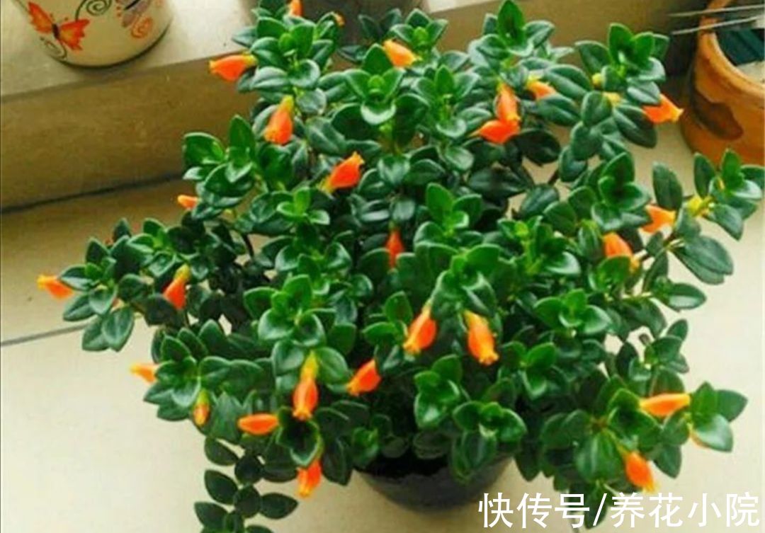 花卉|冬天也能扦插5种花，插穗不腐烂，更容易成活