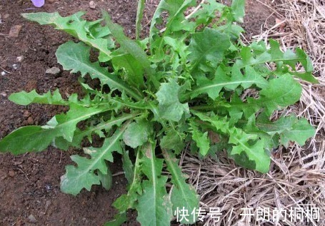 药材|猪都不愿吃的野草，原来是名贵药材苦麻草也叫“护肝草”