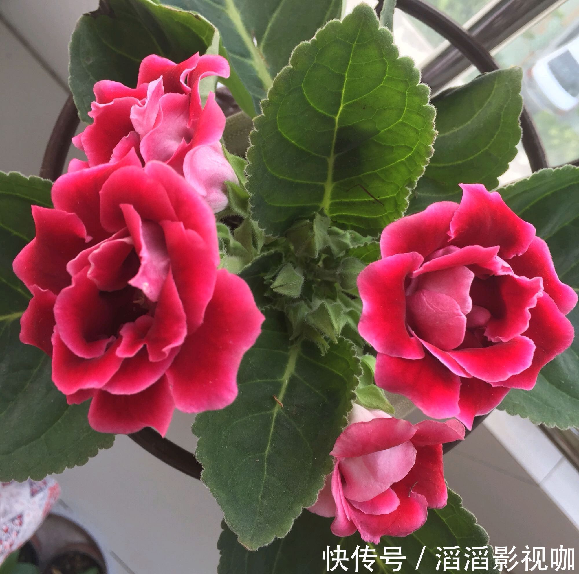 爆盆|大岩桐扦插生根不发芽只需换个位置,快速抽枝发芽,开花赛牡丹