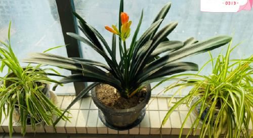 一般君子兰不开花，是因为没达到哪些“要求”？