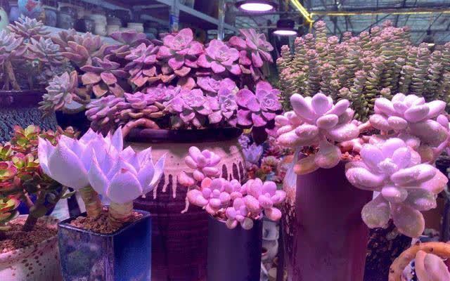 花草三不送，送了变“仇人”，这样看来，老祖宗的话，真的有道理