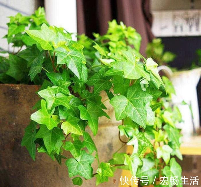 养护|卫生间放这3种“花”,耐阴除臭还杀菌,轻松告别厕所异味