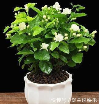 茉莉用缓释肥远水解不了近渴！此2种水10天浇一次，嗖嗖长花苞
