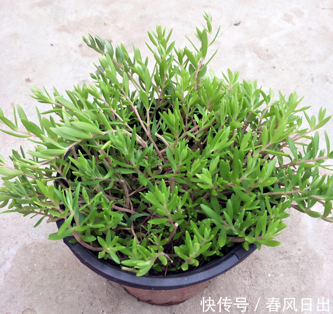 植物|矮盆适合养吊兰,这几种吊兰推荐给你,很好养