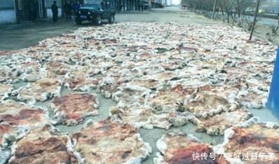 代价|拿破仑送给情妇的披肩，代价是20000条无辜的生命