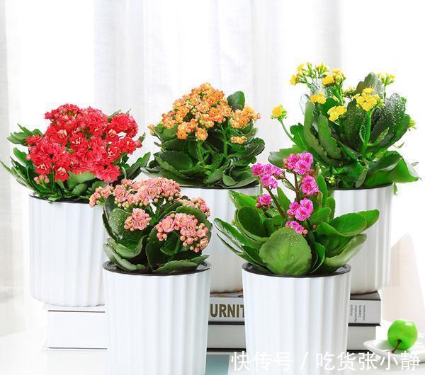 5种漂亮花，天冷多晒晒，越晒长得越健壮，花开得又多又大