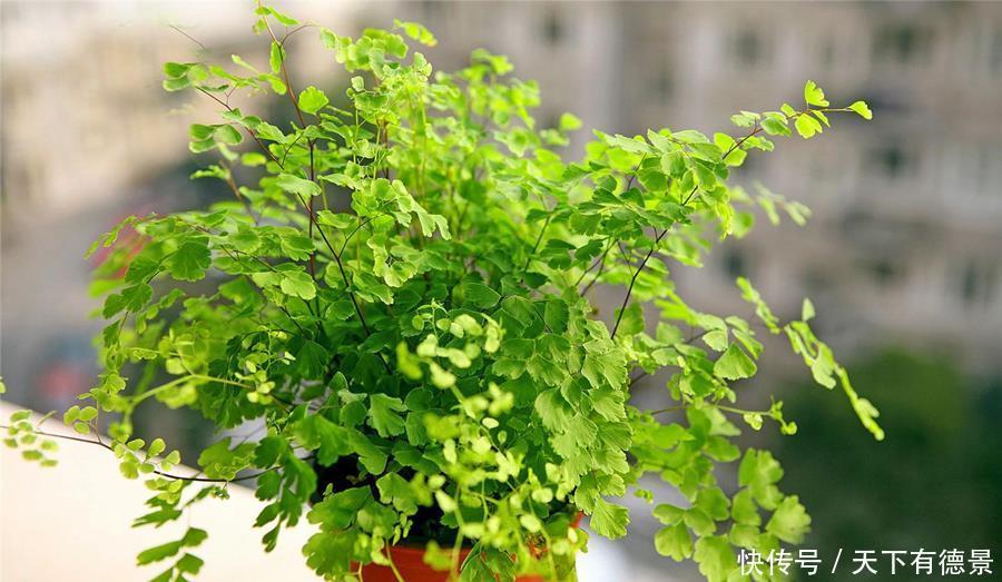 适合卫生间生长的植物,推荐6种好养的给你,它们有什么特点呢?