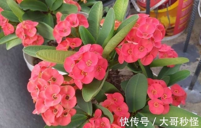 这3种花,浇水越多越不开花,少浇水,开花勤,长得旺