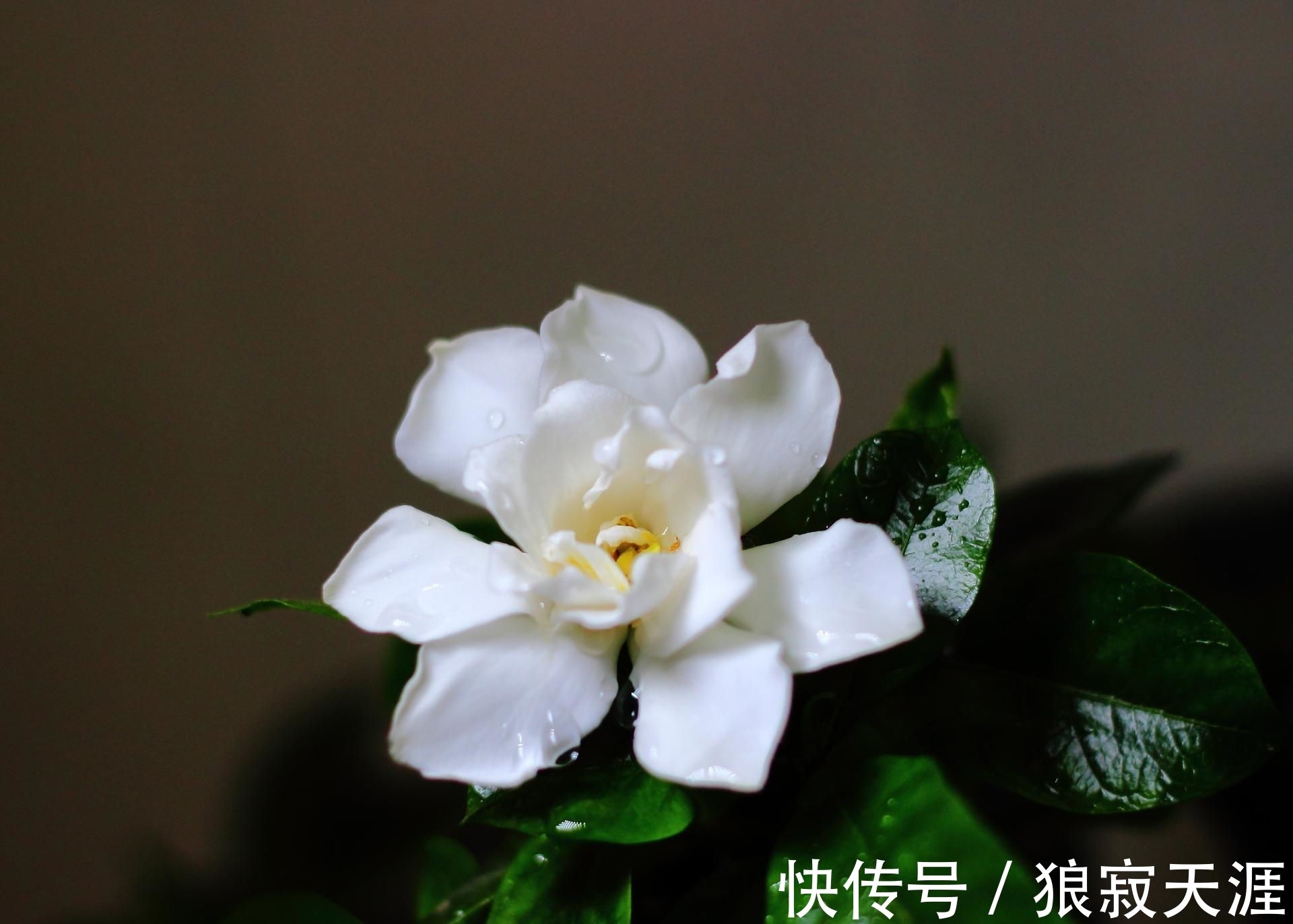 养殖|栀子花叶黄掉苞,是3大原因造成的,怎么办?