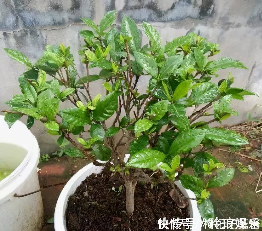 枝条|有3种花，春季绝对不可以修剪，这样才能花苞更多，枝枝有花