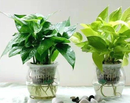 若想绿萝绿得霸气外露,盆里挖个洞放点“它”就行,新手学到了