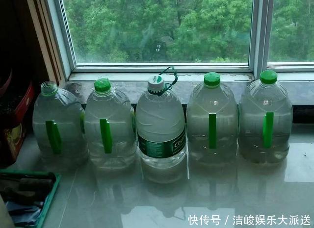 植株|5种花,夏天喜欢“淋雨”,雨水多长得旺,花朵鲜艳芳香