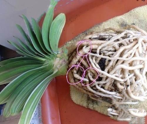 君子兰老苗根系扎些孔,明年花盆爆满芽,附上具体方法