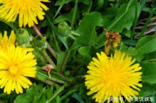 农村不起眼的三种野草泡水喝,清热降火排肝毒,就看你能不能找到