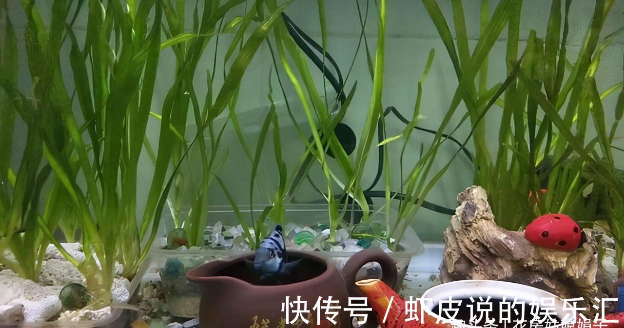 缺铁|养花出现缺铁性黄叶,一定要谨记5点,做到“5注意”,才能长势旺