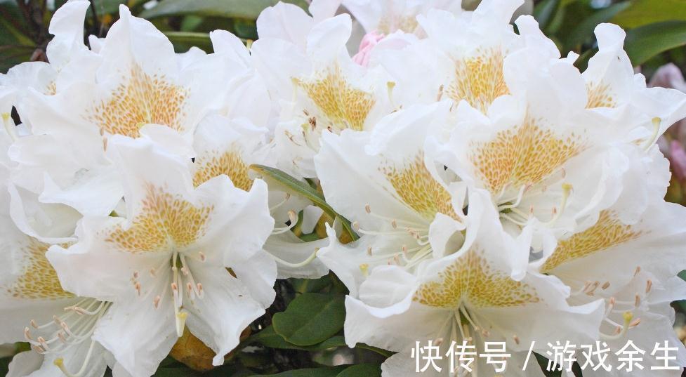 养花就这么简单,种过一两盆花就知道了,只要记住几个字