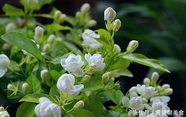 飘香|夏天适合家养的3种花,越晒开花越好,浇水就爆盆,满屋都飘香