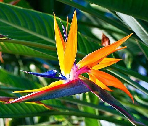 客厅养花选它,好养又好看,寓意好颜值高,聪明人都爱养!