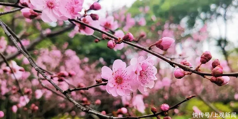 春暖花开日，醉白池公园三八女神节免票优惠邀汝来赏花