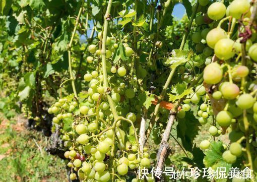 水果罐头|导致孩子记忆力差“帮凶”被揪出，家长爱买2种水果，少给孩子吃