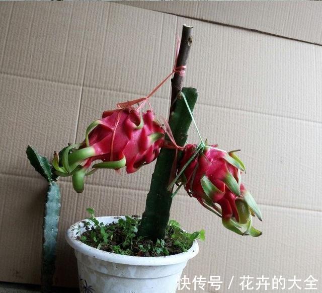 养护|火龙果育苗养护方法，学会了，每一盆都能开花结果