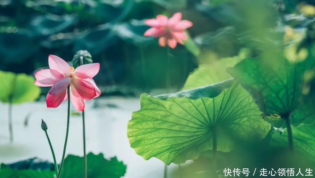 月明星稀道晚安下一句 月明星稀道晚安下一句