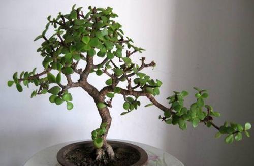 要想玉树春季美,教你几个小妙招,赶快来了解一下