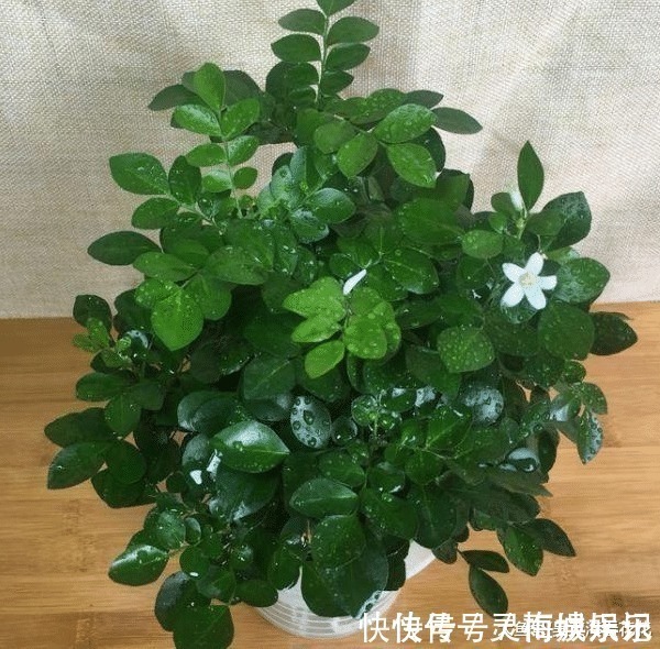 无花果树|六种“冻不死”植物,沾土既活,放在家里满屋香!身体还会更健康