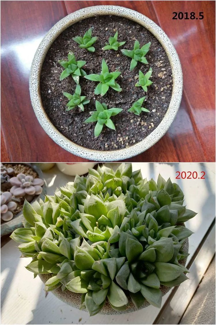 每次的剁手都是忍无可忍,无需再忍!买买买!静待肉美!