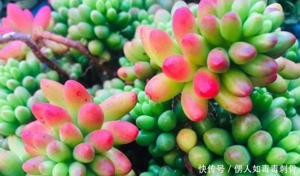 想让多肉变变色,只要做好三件事,下一秒效果绝对惊艳