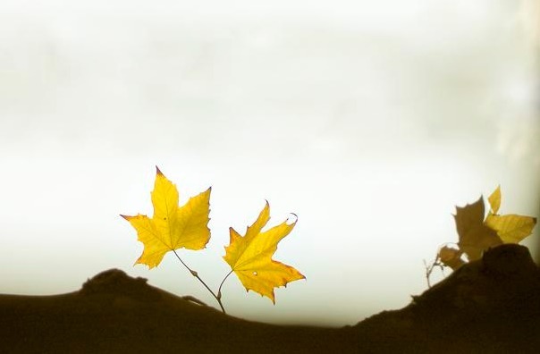 人际交往|想要孩子长大有出息,切记不要和父母关系太好,看醒无数人!
