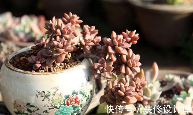 这5款多肉特适合新人盆栽，耐折腾，颜值高