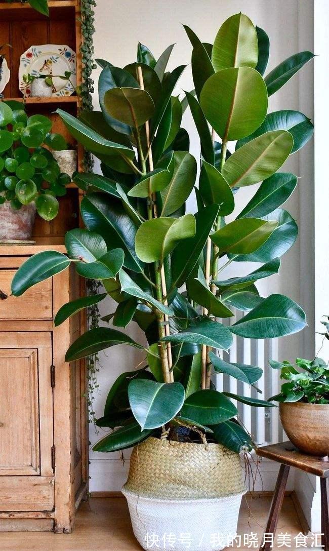 十种健康花,适合现在养,人养花花亦养人,越养空气越“干净”