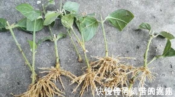 养花爱好者看过来这15种花现在“扦插”,生根快,一个周就长芽