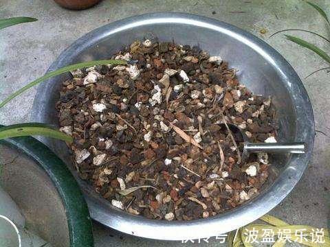 小花|2种“废物”别丢了,水里“泡一泡”扔盆里,养花好,不用施肥!