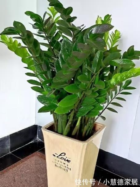 红掌|天太热了,4种“吉祥”花,家里放一盆,清新悦目寓意好